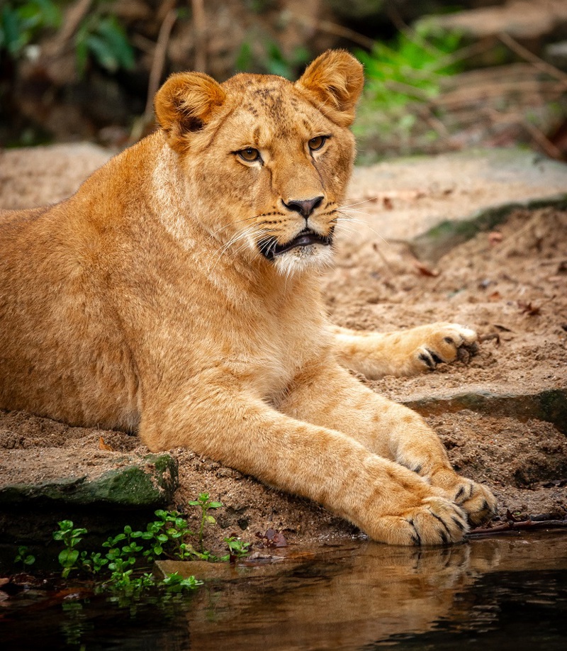ZOO Antwerpen Nieuw