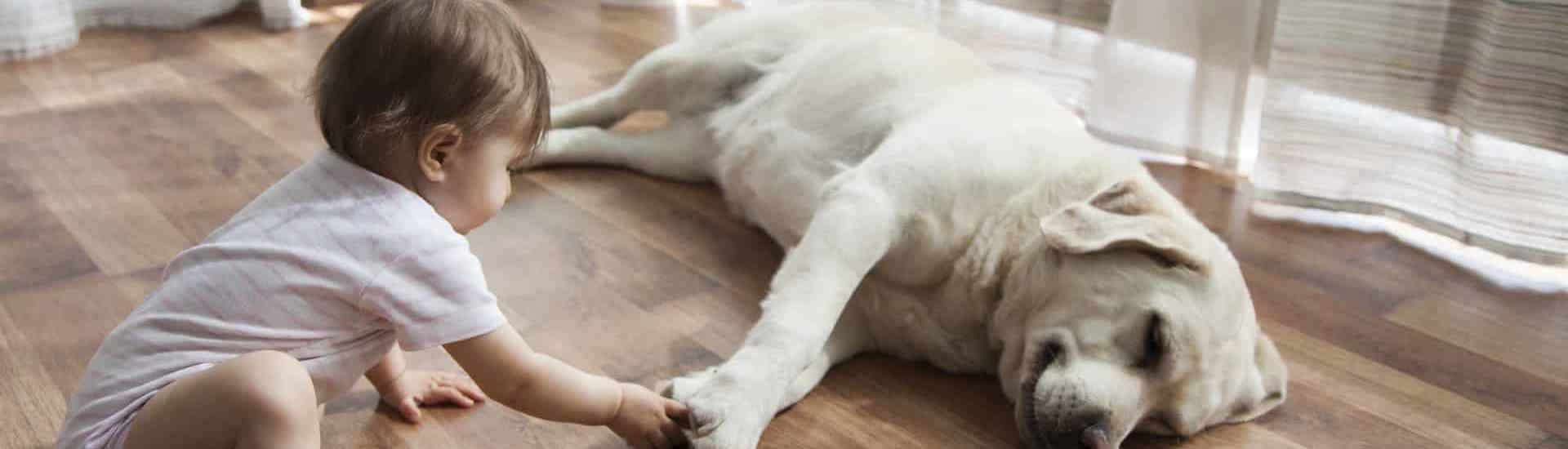 Baby samen met hond: maak het veilig voor baby en huisdier