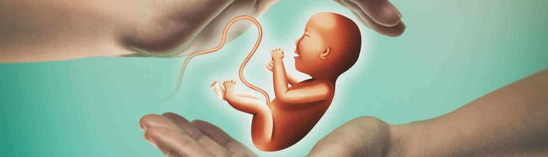 Tekening embryo tussen twee handen: bescherm je baby tegen hormoonverstoorders